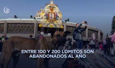 Implementan operativo para rescatar perritos abandonados por peregrinos