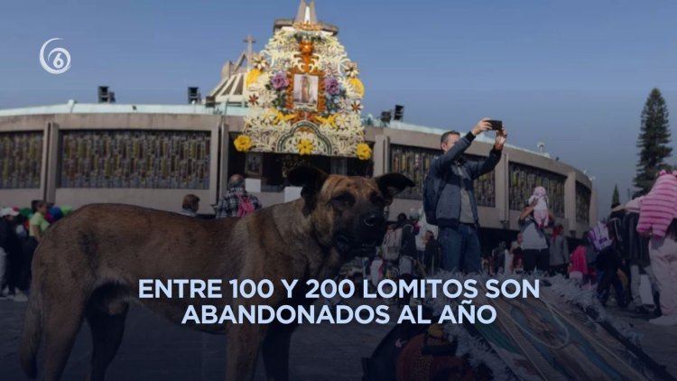 Implementan operativo para rescatar perritos abandonados por peregrinos