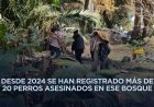 Vuelve a aparecer un perrito muerto y torturado en el bosque de Nativitas