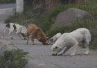 Perros encuentran posibles huesos humanos en calles de Ecatepec