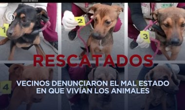 Rescatan a perritos en Ixtapaluca que presuntamente sufrían maltrato