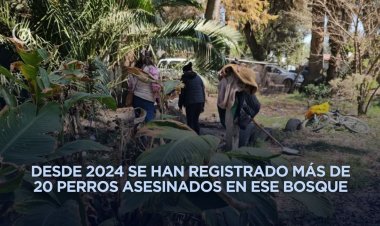 Vuelve a aparecer un perrito muerto y torturado en el bosque de Nativitas