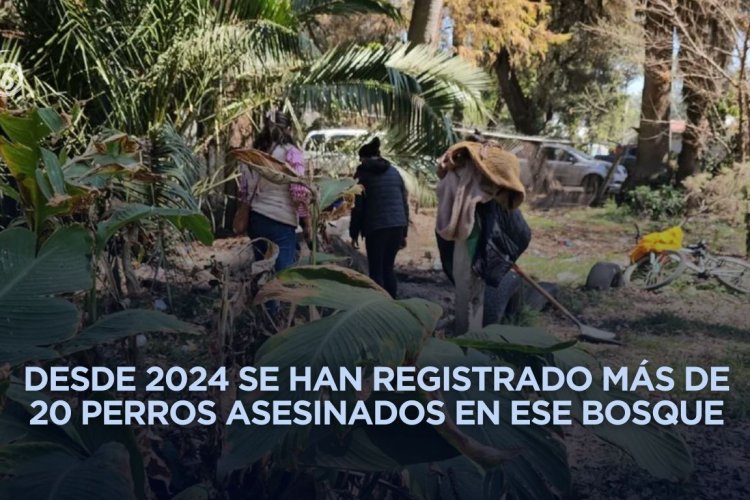 Vuelve a aparecer un perrito muerto y torturado en el bosque de Nativitas