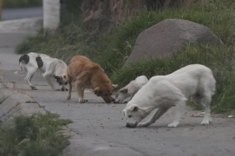 Perros encuentran posibles huesos humanos en calles de Ecatepec