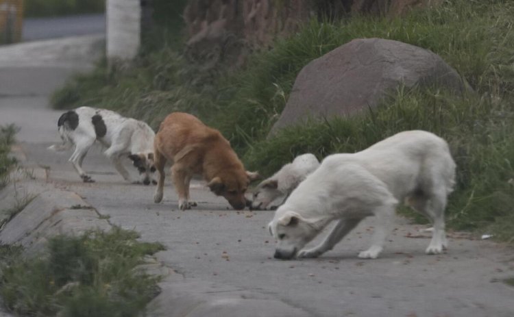 Perros encuentran posibles huesos humanos en calles de Ecatepec