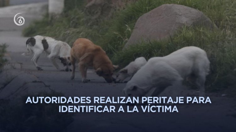 Perros encuentran posibles huesos humanos en calles de Ecatepec