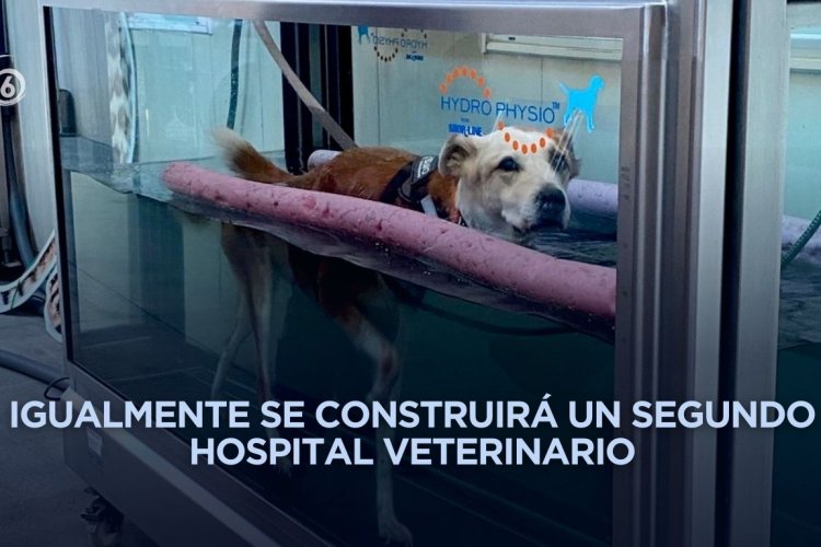 Crearán clínicas veterinarias gratuitas y parques para perros en la CDMX