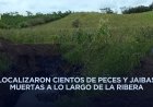 Alerta ambiental en Cazones; reportan mortandad de peces y rastros de hidrocarburo