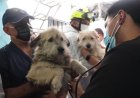 Rescatan a dos menores y 38 animales que vivían en condiciones de abandono en Iztacalco