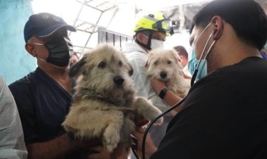Rescatan a dos menores y 38 animales que vivían en condiciones de abandono en Iztacalco