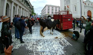 Con vacas y litros de leche derramada, productores exigen solución a crisis en el sector