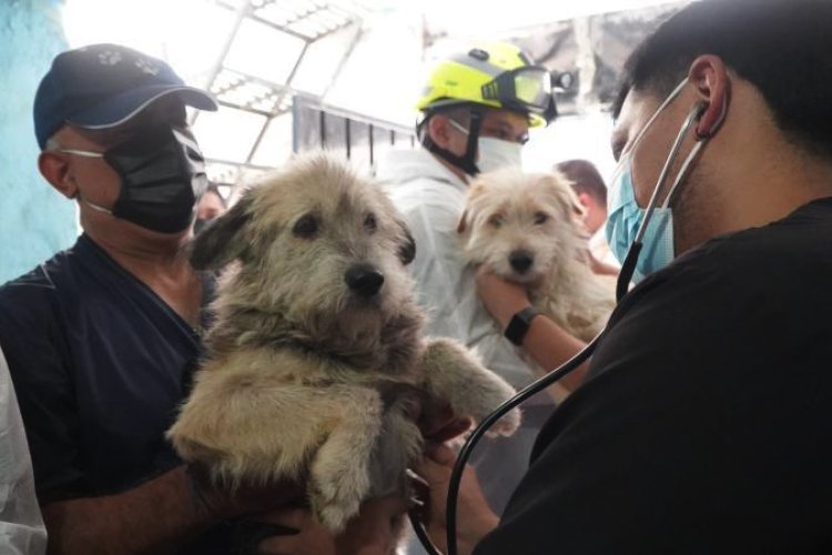 Rescatan a dos menores y 38 animales que vivían en condiciones de abandono en Iztacalco