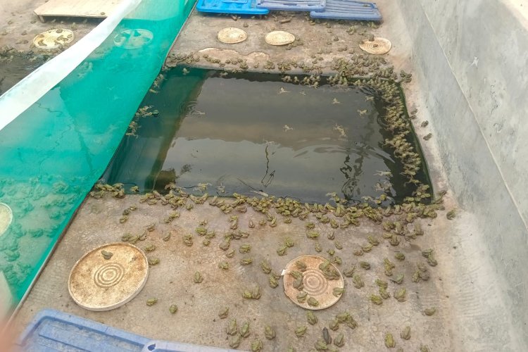 Sin fertilizante subsidiado, campesinos crean alternativas para mantener sus cultivos