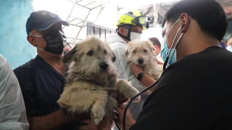Rescatan a dos menores y 38 animales que vivían en condiciones de abandono en Iztacalco