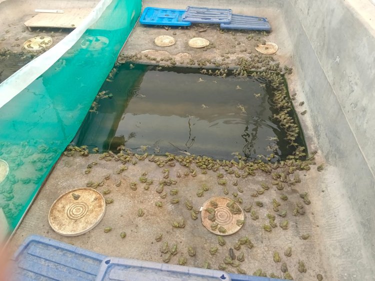 Sin fertilizante subsidiado, campesinos crean alternativas para mantener sus cultivos
